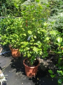 Camelia (Camellia, Rood) 23 Camelia (Camellia, Rood) -OL Planten Winkel camellia japonica wit 80 100 125 2