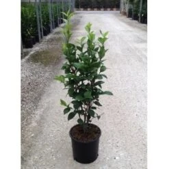 Camelia (Camellia Japonica ‘Perfection White’) -OL Planten Winkel camellia perfection white c7 2