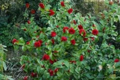 Camellia (Camellia Japonica 'Black Lace') 13 Camellia (Camellia Japonica 'Black Lace') -OL Planten Winkel camellia ret. black lace 1 1