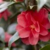 Camelia (Camellia Reticulata 'Mary Williams') -OL Planten Winkel camellia reticulata mary williams