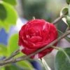 Camelia (Camellia, Rood) 1 Camelia (Camellia, Rood) -OL Planten Winkel camellia rood 1