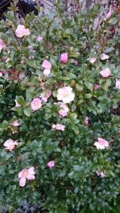 Camelia Als Bonsai (Camellia Sasanqua) -OL Planten Winkel camellia sasangua 4 1