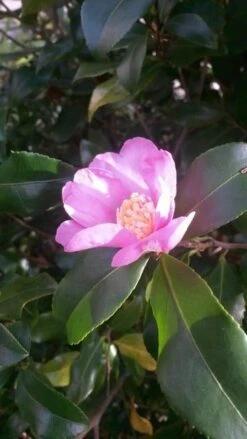 Camelia (Camellia Sasanqua) -OL Planten Winkel camellia sasanqua 1 2