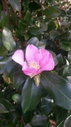 Camelia (Camellia Sasanqua) -OL Planten Winkel camellia sasanqua 2 2