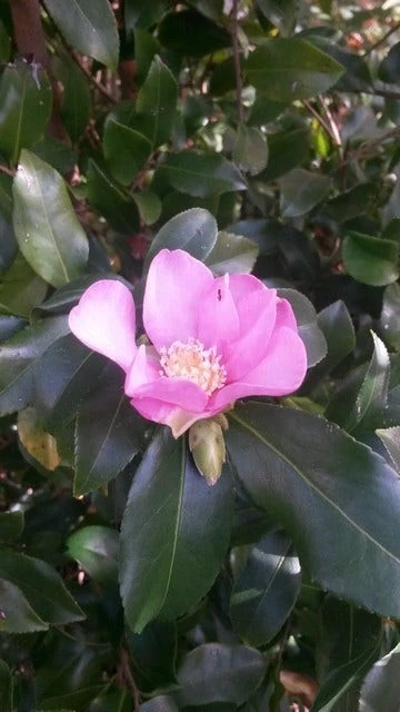 Camelia (Camellia Sasanqua) 4 Camelia (Camellia Sasanqua) - Afbeelding 2