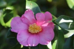 Camelia (Camellia Sasanqua) -OL Planten Winkel camellia sasanqua 2 1 1