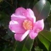 Camelia (Camellia Sasanqua) 1 Camelia (Camellia Sasanqua) -OL Planten Winkel camellia sasanqua 3 2