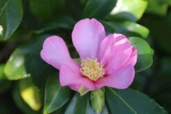 Camelia (Camellia Sasanqua) -OL Planten Winkel camellia sasanqua 3 1 1