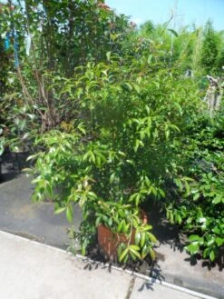 Camelia (Camellia Sasanqua) -OL Planten Winkel camellia sasanqua 60 80 100 c25 2