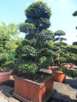 Camelia Als Bonsai (Camellia Sasanqua) -OL Planten Winkel camellia sasanqua bonsai 200 225 houten bak