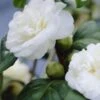 Camelia (Camellia, Wit) -OL Planten Winkel camellia white 2