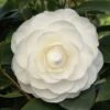 Camelia (Camellia Japonica ‘Perfection White’) -OL Planten Winkel camellia white p 1