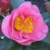 Camelia Als Leivorm (Camellia Japonica 'California') -OL Planten Winkel camelliacalifornia 2