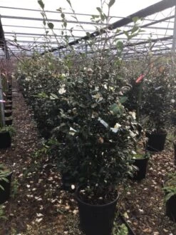 Camelia (Camellia Sasanqua 'Hino De Gumo') -OL Planten Winkel camelliasasanquahinodegumo