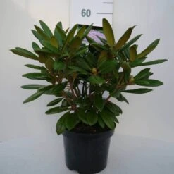 Dwergrhododendron (Rhododendron 'Caroline Allbrook') -OL Planten Winkel car. allbrook c4 voor 1