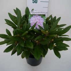 Dwergrhododendron (Rhododendron 'Caroline Allbrook') -OL Planten Winkel car. allbrook c4 zij 1