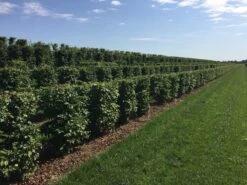 Haagbeuk Als Haagelement (Carpinus Betulus) 30 Haagbeuk Als Haagelement (Carpinus Betulus) -OL Planten Winkel carpinus betulus 100 x 50 x 50 cm drkl haagelement 3 1