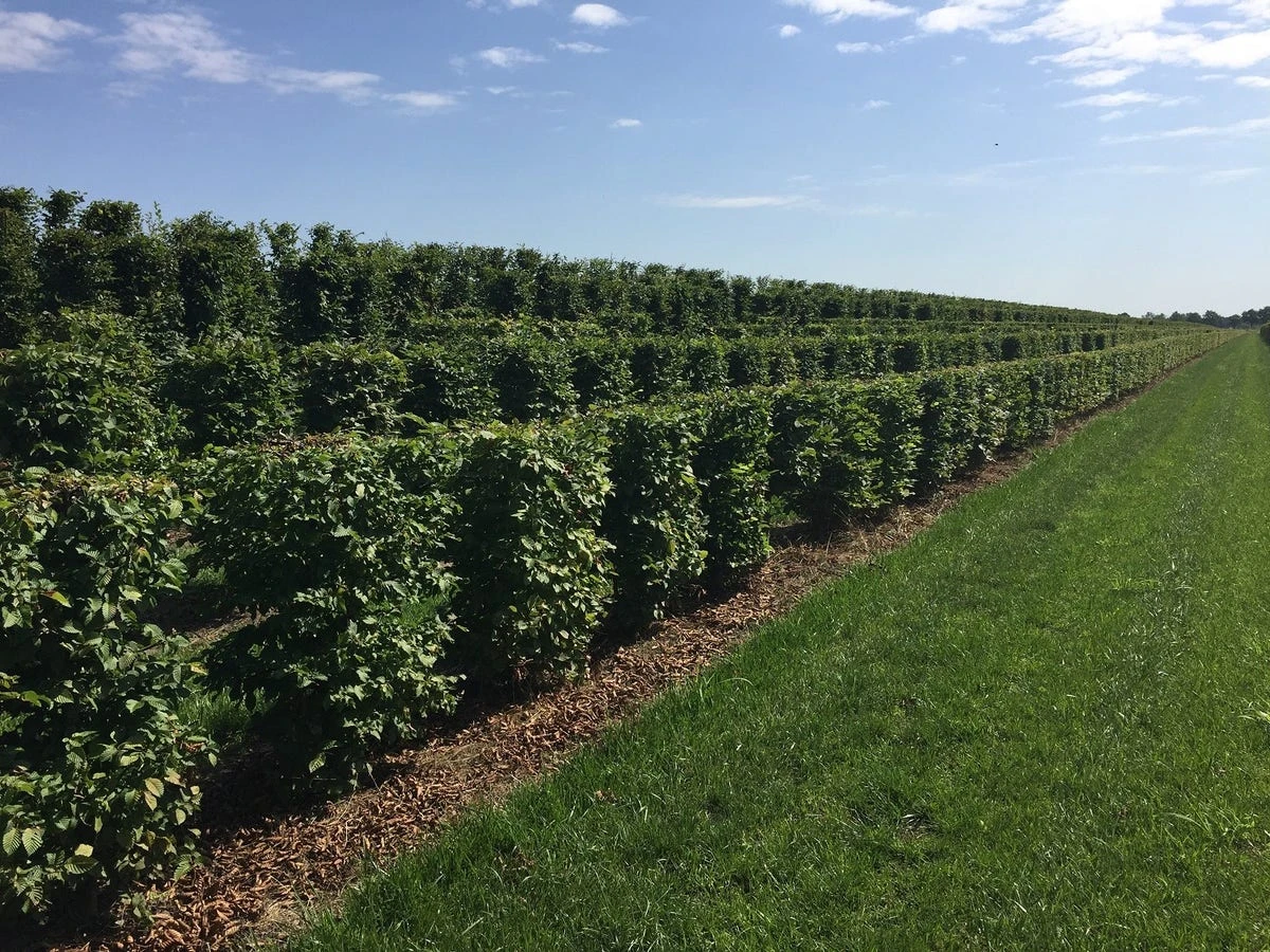 Haagbeuk Als Haagelement (Carpinus Betulus) 11 Haagbeuk Als Haagelement (Carpinus Betulus) - Afbeelding 9