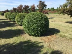 Haagbeuk Als Bolvorm (Carpinus Betulus) -OL Planten Winkel carpinus betulus 140 cm breed bol drkl 1