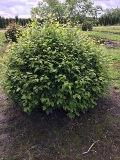 Haagbeuk Als Bolvorm (Carpinus Betulus) -OL Planten Winkel carpinus betulus 140 cm breed bol drkl 2