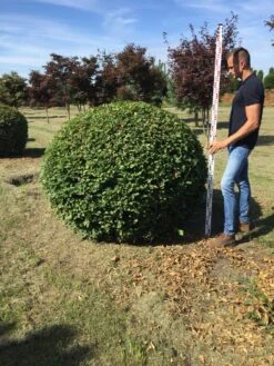 Haagbeuk Als Bolvorm (Carpinus Betulus) -OL Planten Winkel carpinus betulus 140 cm breed bol drkl 3