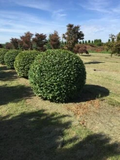 Haagbeuk Als Bolvorm (Carpinus Betulus) -OL Planten Winkel carpinus betulus 160 cm breed bol drkl 2