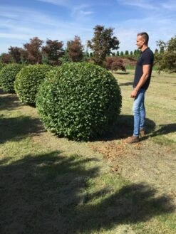Haagbeuk Als Bolvorm (Carpinus Betulus) -OL Planten Winkel carpinus betulus 160 cm breed bol drkl 3