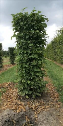 Haagbeuk Als Haagelement (Carpinus Betulus) -OL Planten Winkel carpinus betulus 180 x 50 x 50 cm drkl haagelement