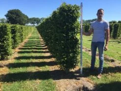 Haagbeuk Als Haagelement (Carpinus Betulus) 37 Haagbeuk Als Haagelement (Carpinus Betulus) -OL Planten Winkel carpinus betulus 200 x 50 x 50 cm drkl haagelement 1 1