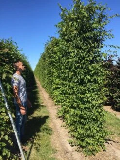 Haagbeuk Als Haagelement (Carpinus Betulus) 27 Haagbeuk Als Haagelement (Carpinus Betulus) -OL Planten Winkel carpinus betulus 350x50x50 haagelement 1