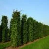 Haagbeuk Als Haagelement (Carpinus Betulus) -OL Planten Winkel carpinus betulus 4 1