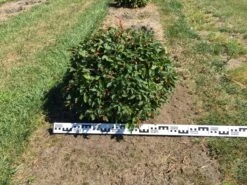 Haagbeuk Als Bolvorm (Carpinus Betulus) -OL Planten Winkel carpinus betulus 70 cm breed bol drkl 3