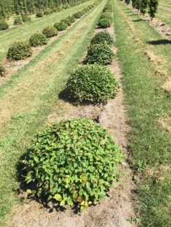 Haagbeuk Als Bolvorm (Carpinus Betulus) -OL Planten Winkel carpinus betulus 80 cm breed bol drkl 1