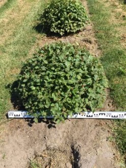 Haagbeuk Als Bolvorm (Carpinus Betulus) -OL Planten Winkel carpinus betulus 80 cm breed bol drkl 2