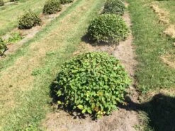 Haagbeuk Als Bolvorm (Carpinus Betulus) -OL Planten Winkel carpinus betulus 80 cm breed bol drkl 3