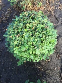 Haagbeuk Als Bolvorm (Carpinus Betulus) -OL Planten Winkel carpinus betulus 90 cm breed bol drkl 1