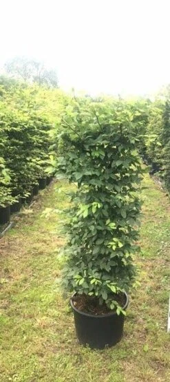 Haagbeuk Als Haagelement (Carpinus Betulus) 38 Haagbeuk Als Haagelement (Carpinus Betulus) -OL Planten Winkel carpinus betulus h100x50x50 1