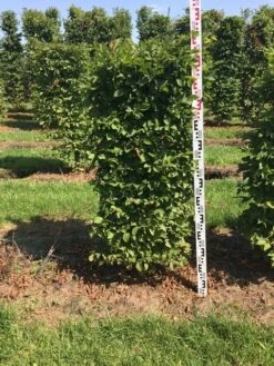 Bestsellers -OL Planten Winkel carpinus betulus h125x50x50