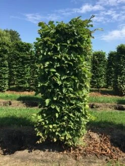 Haagbeuk Als Haagelement (Carpinus Betulus) 25 Haagbeuk Als Haagelement (Carpinus Betulus) -OL Planten Winkel carpinus betulus h150x60x60cm 1