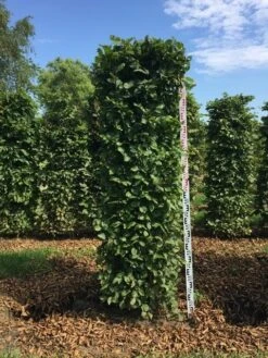 Haagbeuk Als Haagelement (Carpinus Betulus) -OL Planten Winkel carpinus betulus h200x50x50 cm 2