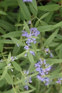 Caryopteris (Caryopteris Clandonensis 'Blue Empire') -OL Planten Winkel caryopteris clan blue empire 2
