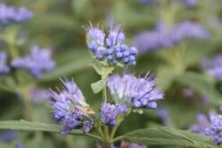 Caryopteris (Caryopteris Clandonensis 'Blue Empire') -OL Planten Winkel caryopteris clan blue empire 3