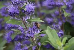 Caryopteris (Caryopteris Clandonensis 'Grand Blue') 23 Caryopteris (Caryopteris Clandonensis 'Grand Blue') -OL Planten Winkel caryopteris cland. grand blue 10