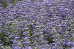 Caryopteris (Caryopteris Clandonensis 'Grand Blue') 22 Caryopteris (Caryopteris Clandonensis 'Grand Blue') -OL Planten Winkel caryopteris cland. grand blue 2