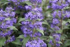 Caryopteris (Caryopteris Clandonensis 'Grand Blue') 16 Caryopteris (Caryopteris Clandonensis 'Grand Blue') -OL Planten Winkel caryopteris cland. grand blue 5