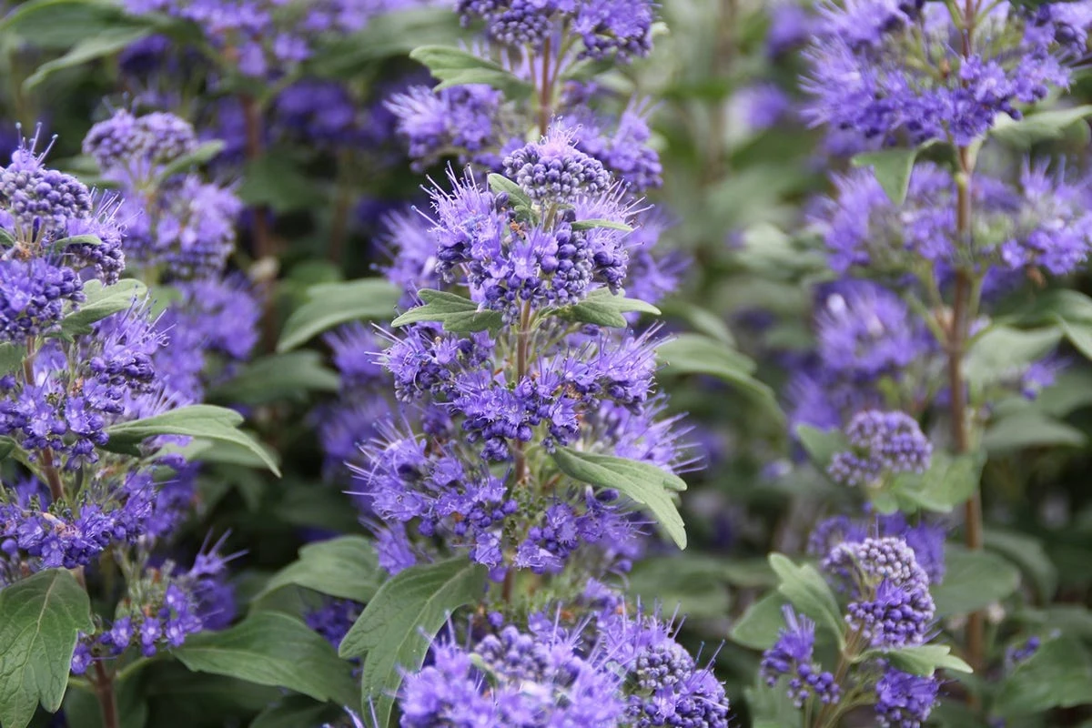 Caryopteris (Caryopteris Clandonensis 'Grand Blue') 6 Caryopteris (Caryopteris Clandonensis 'Grand Blue') - Afbeelding 4