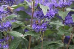 Caryopteris (Caryopteris Clandonensis 'Grand Blue') 21 Caryopteris (Caryopteris Clandonensis 'Grand Blue') -OL Planten Winkel caryopteris cland. grand blue 7