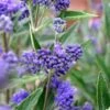Caryopteris (Caryopteris Clandonensis 'Thetis') -OL Planten Winkel caryopteris clandonensis thetis 2