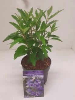 Caryopteris (Caryopteris Clandonensis 'Grand Blue') 19 Caryopteris (Caryopteris Clandonensis 'Grand Blue') -OL Planten Winkel caryopteris grand blue 1