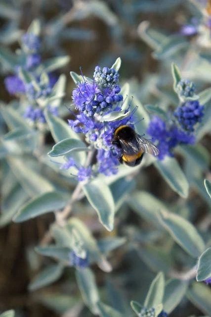 Caryopteris (Caryopteris X Clandonensis 'Sterling Silver') 4 Caryopteris (Caryopteris X Clandonensis 'Sterling Silver') - Afbeelding 2